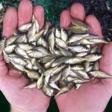 Desi Tilapia Fish Seeds Exporters and Suppliers from Kota