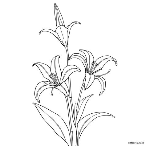 What Colors Do Spider Lilies Come In