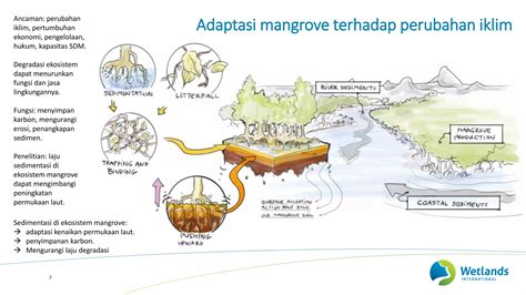 Mangrove dan Adaptasi Perubahan Iklim di Kawasan Pesisir (Mangroves and Climate Change ...