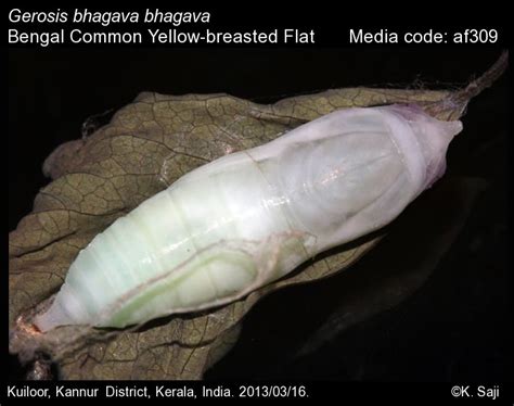 Gerosis bhagava | Butterfly