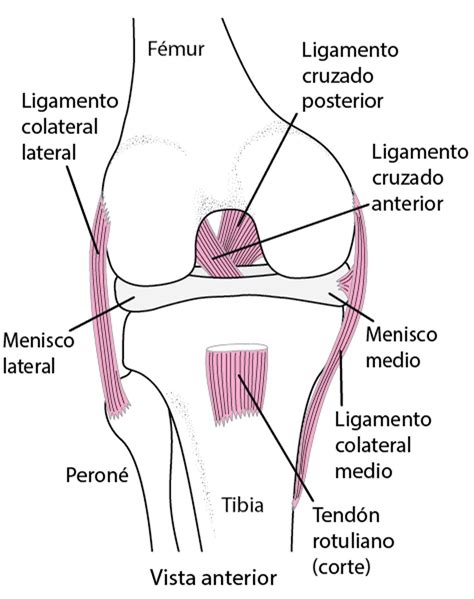 Ligamentos De La Rodilla