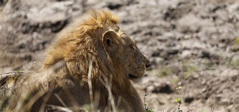 Image result for Baboon Vs Predator