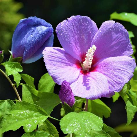 Hibiscus Plants – Bloomica
