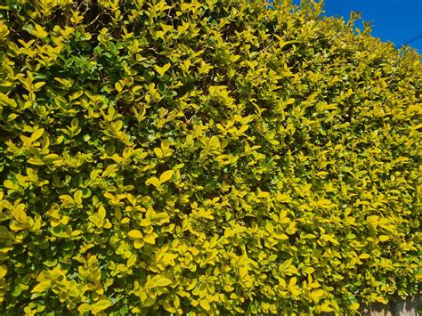 Golden Privet Hedges, Privet Hedge For Sale | Hedging.ie