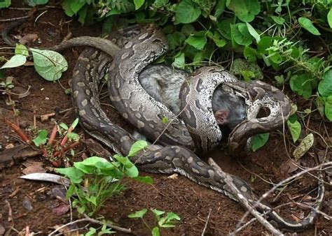 Image result for African Rock Python Eating Crocodiles