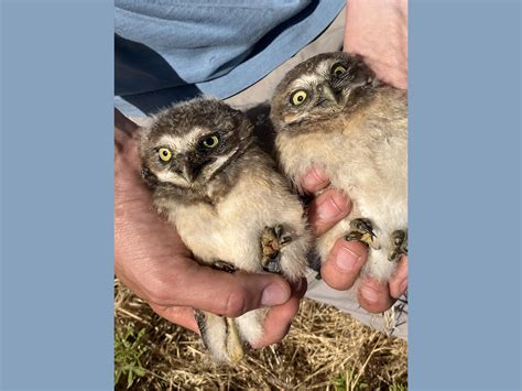 How burrowing owls at the old Umatilla Chemical Depot went from ...