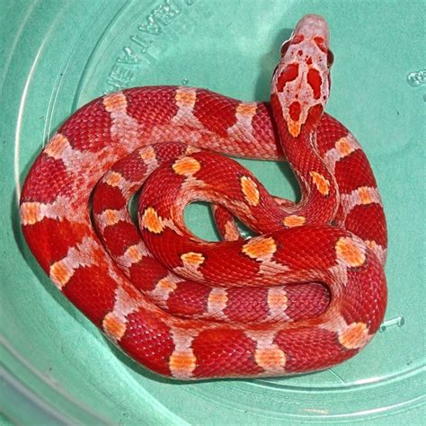 Albums 105+ Pictures Photos Of Corn Snake Latest