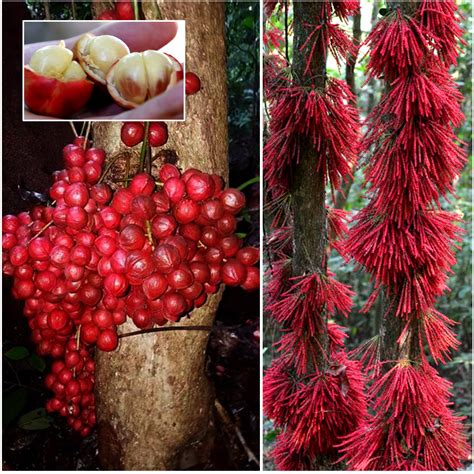 Mooty Fruit Plant (Baccaurea Courtallensis) – veliyathgardens