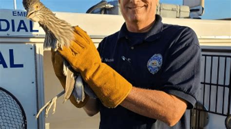 North Las Vegas police, animal control rescue roadrunner