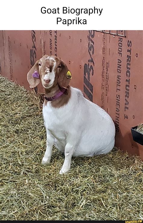 Boer_goat memes. Best Collection of funny Boer_goat pictures on iFunny