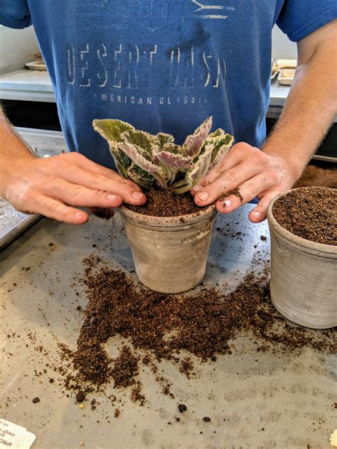 The Martha Stewart Blog : Blog Archive Potting African Violets - The ...