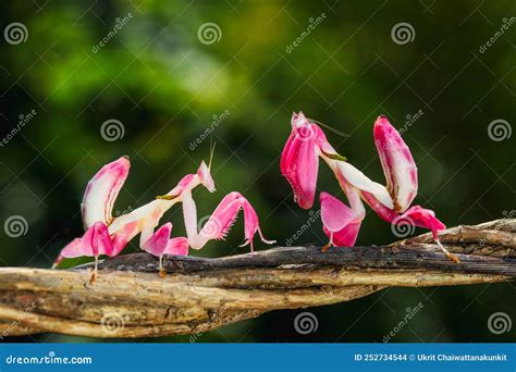 Orchid Mantis, Pink Orchid Mantis, Hymenopus Coronatus Stock Photo ...
