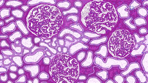 Periodic Acid Schiff or PAS Staining: A Method to Assess the Structural ...