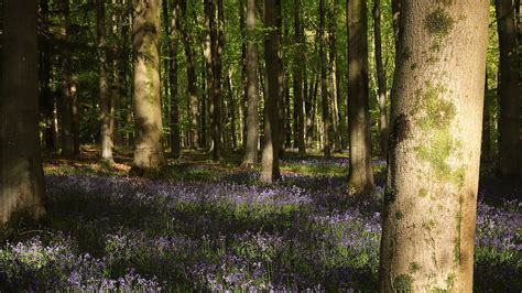 Wallpaper forest, trees, flowers, glade, nature hd, picture, image