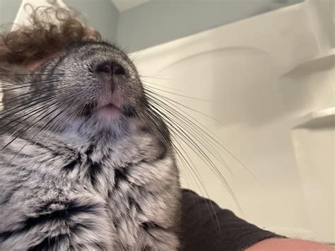 Quick pose during out time. Photogenic Juniper : r/chinchilla