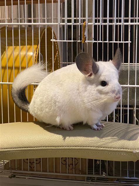 Hello! My name’s Chilla! 🐻‍ ️I’m a Brazilian Chinchilla. 🇧🇷 : r/chinchilla
