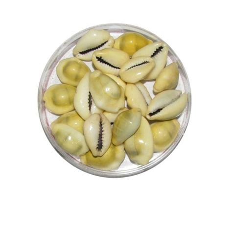 51pcs Yellow Kodi Original Buy Online Pili Kaudi Cowary Shell Price ...