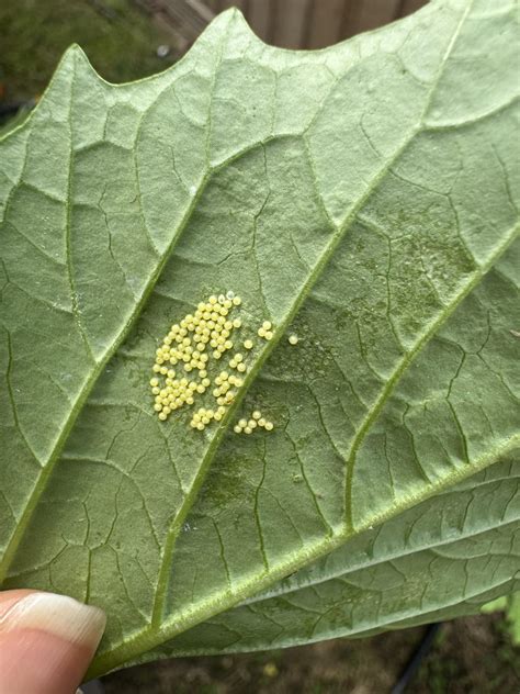 What are these tiny yellow eggs on the back of my tomatillo plant leaf ...