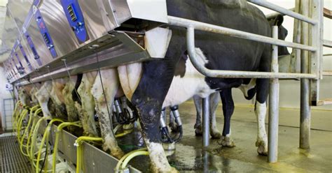 Arla calls for ‘urgent action’ to tackle labour shortage in wake of ...