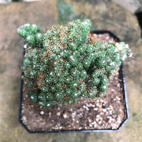 Cereus Repandus f. Monstrose Cristate Petra Cactus Plant