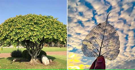 Study Says Peepal Trees Around Pune Airport Are More Tolerant To Air ...