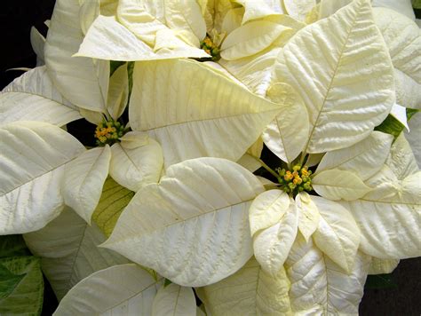 Free Images : leaf, petal, green, yellow, flora, xmas, floristry ...