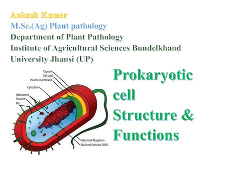 Prokaryotic Cell Structure 的图像结果