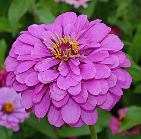 Lavender Zinnia (Zinnia elegans) | Applewood Seed Company