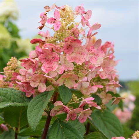Image result for Pruning Quick Fire Tree Form Hydrangea