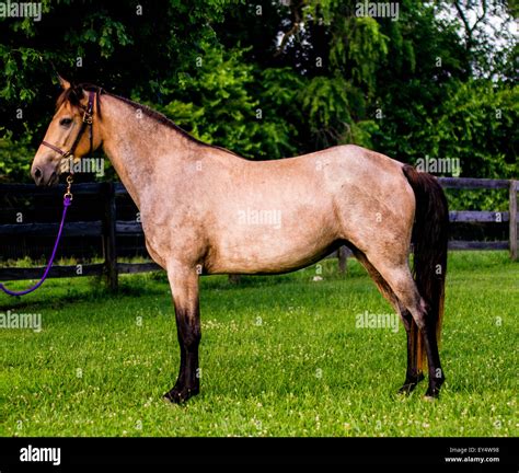 Tennessee Walking Horse Roan Buckskin Filly Stock Photo - Alamy