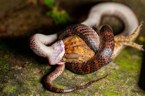 Image result for Snake Eating a Toad