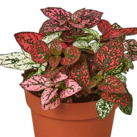 Red Polka Dot Plant | Plant Addicts