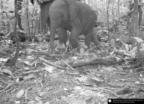 Camera Traps 的图像结果