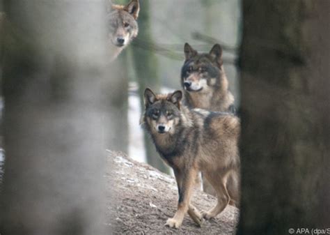 Wolf und Bär werden immer mehr zum Problem - UnserTirol24