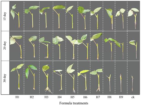 Insights into the Hormone-Regulating Mechanism of Adventitious Root ...