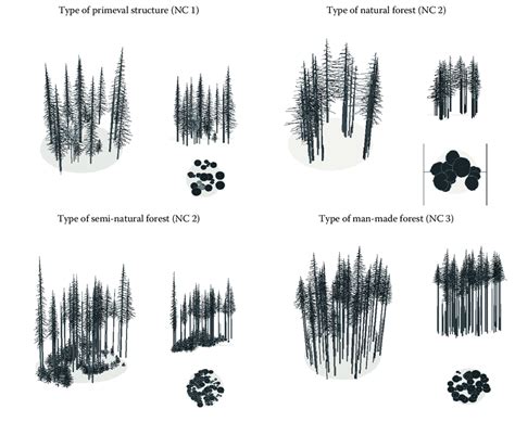 Forest Structure 的图像结果