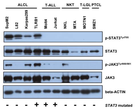 STAT3 Mutation Is Associated with STAT3 Activation in CD30+ ALK− ALCL