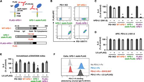 Anti–PD-1 antibodies recognizing the membrane-proximal region are PD-1 ...