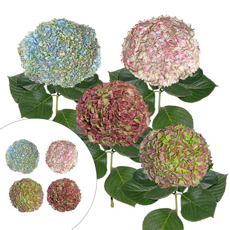 Hydrangea Jumbo Combo Pack, 12 Stems - Antique | BJ's Wholesale Club