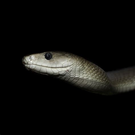 Black Mamba (Dendroaspis polylepis) | about animals