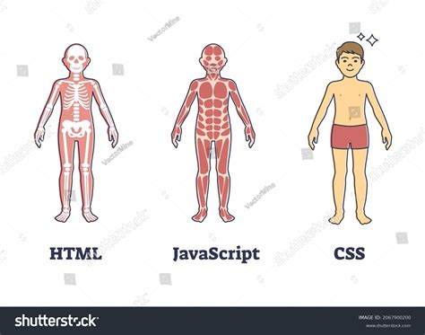 Image result for HTML CSS JavaScript Human Analogy