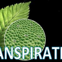 PPT: Transpiration, Xylem Transport - Year 9 Science IGCSE (Cambridge ...