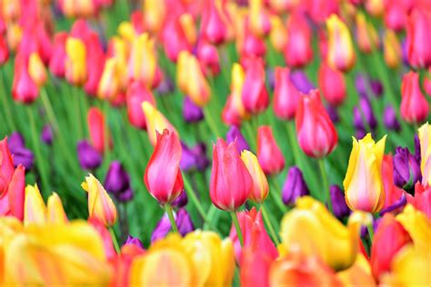 Image result for Spring Flower Nail Tutorials