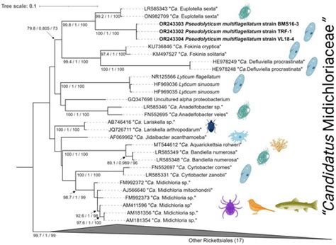 Phenotypic Polymorphism in Two Endosymbiotic Bacteria of the Ciliate ...