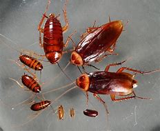 Image result for Roaches