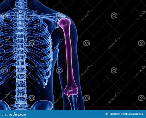 Humerus Bone Labeled Vector Illustration Diagram | CartoonDealer.com ...
