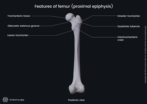 Gluteal Line Of Femur Gluteal Region – Earth's Lab