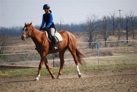 Free photo: Person Riding Horse - Motion, Sport, Seated - Free Download ...