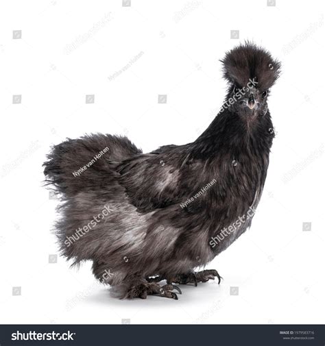 Blue Silkie Chicken