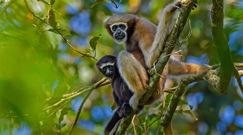 Dehing Patkai | Nature inFocus